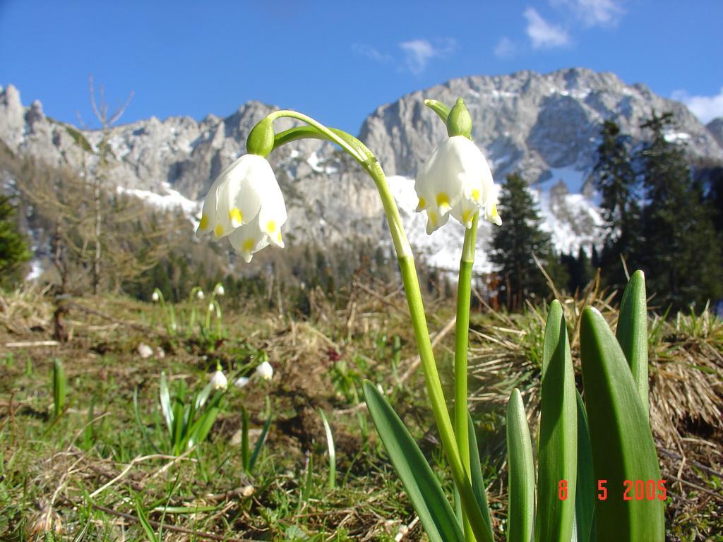 Holiday Chalet "Alpine Dreams" With Private Wellness Solčava Esterno foto